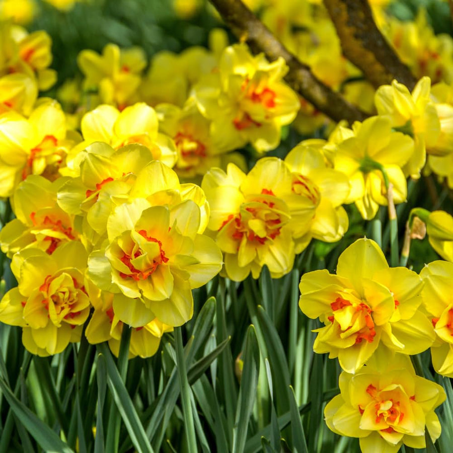 Pack of 10 Daffodil Bulbs, Mixed Daffodils, Hardy Spring Flower Bulbs for Outdoor Garden