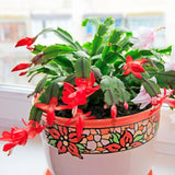 2 Christmas Cactus Plants Live, Holiday Blooming Indoor Plants Live Houseplants, Hanging Baskets Easy Care, Well-Rooted 5-8" Tall, No Pot, Bareroots, Single Stems (Purple Christmas Cactus)