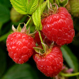 Southern Raspberry Plant Live for Planting, 18-24 Inch Tall, Red Raspberry Bush Live Plant Potted, Raspberry Fruit Tree