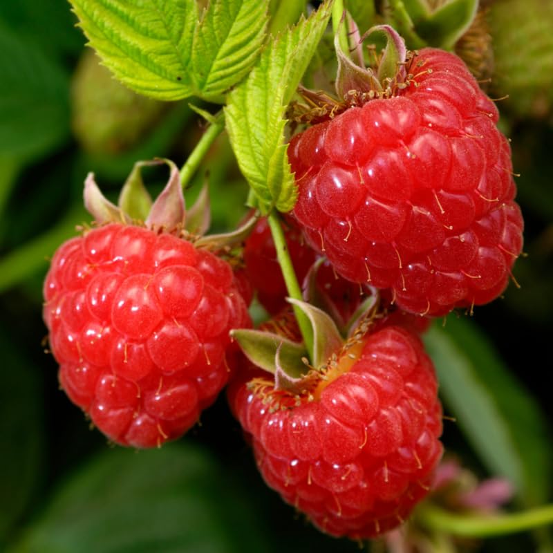 Southern Raspberry Plant Live for Planting, 18-24 Inch Tall, Red Raspberry Bush Live Plant Potted, Raspberry Fruit Tree