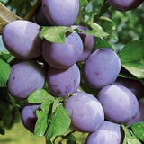 2 American Plum Trees Live Plants for Planting, 1-2 Years Old, Cold Hardy Plum Plant Live Ready to Grow Your Garden, from 18-24 Inch Tall, Bareroots Dormant