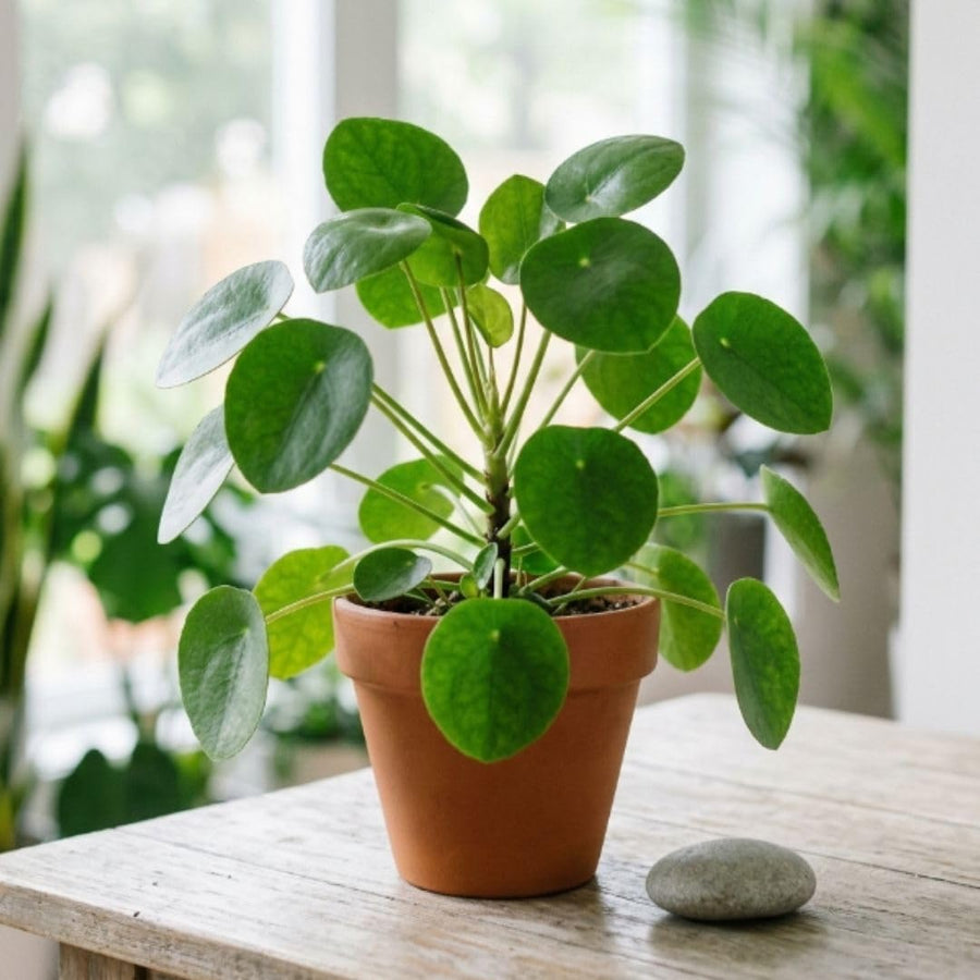 Live Money Plant - 4" Pot Pilea Peperomioides Live Houseplant, Money Plant Indoor Plant, Easy Care Decorative House Plant