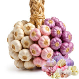 1 LB Jumbo Size Mixed Garlic for Planting in Spring, Softneck Hardneck Garlic Bulbs for Planting, Fresh and High Yield, Cold Hardy, Fast-Growing, 5-6 Bulbs Garlic