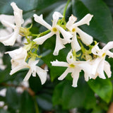 2 Jasmine Plants Live, Fragrant Jasmine Flower Vine, Perennial Jasmines for Outdoor Garden 4 to 9 Inch Tall (Star Jasmine)