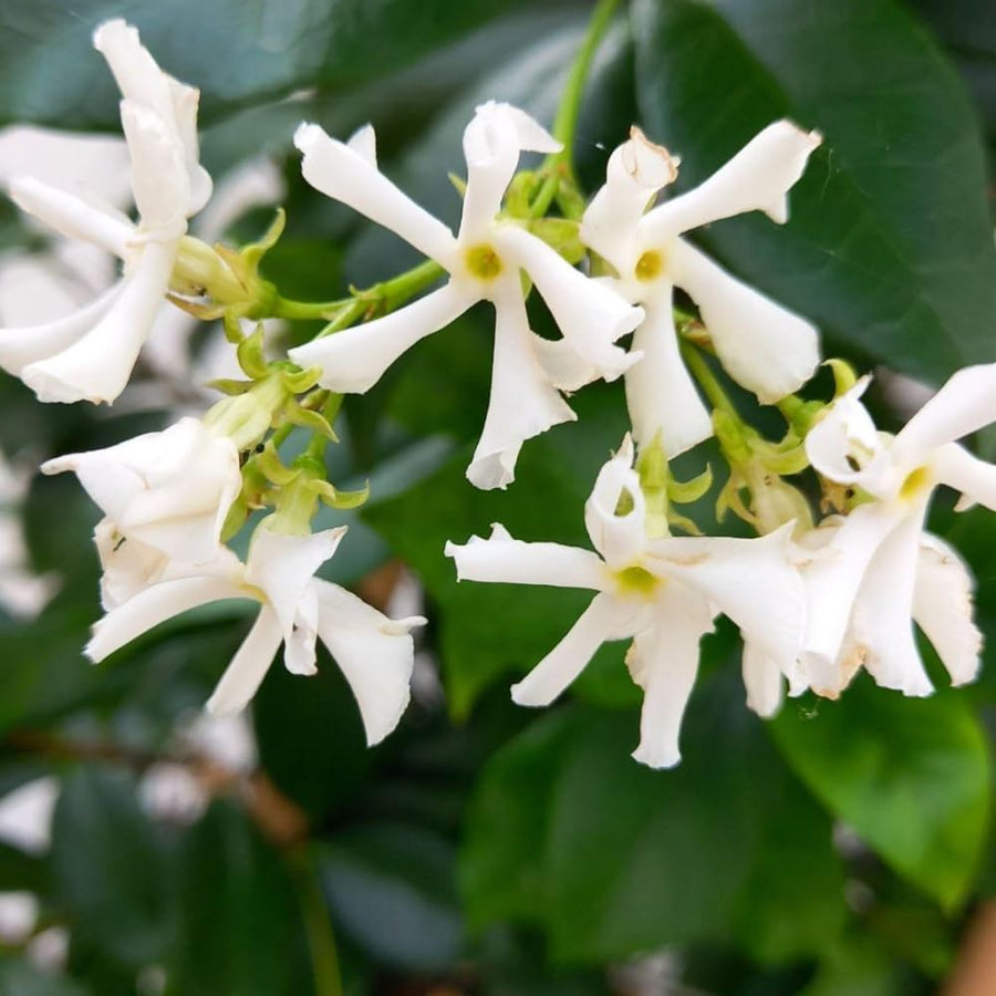 2 Jasmine Plants Live, Fragrant Jasmine Flower Vine, Perennial Jasmines for Outdoor Garden 4 to 9 Inch Tall (Star Jasmine)