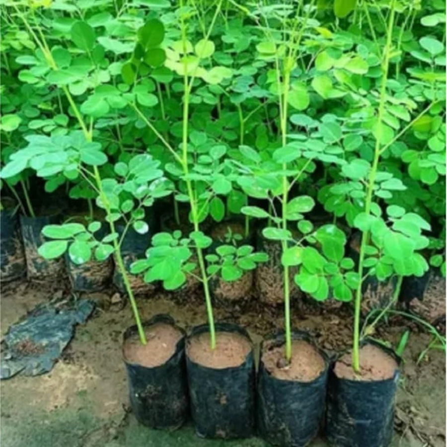 Moringa Tree Live Plant, 6-8 Inches Tall, Well-Rooted Moringa Oleifera Seedling, Fast-Growing Tropical Tree