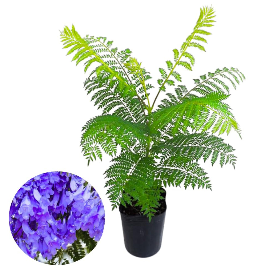 Large Jacaranda Tree Plant Live, 3-6 Inc Tall, Jacaranda Bonsai Tree, Live Jacaranda Plant for Landscaping, Vibrant Purple Blooms, 1 Year Old