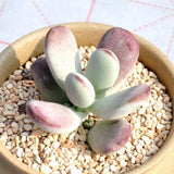 Cotyledon Orbiculata Succulent Live Plant Potted, Trailing Succulent Rare House Plant for Home Office Decoration, Indoor Outdoor Growing, 2" Pot, Starter Plants