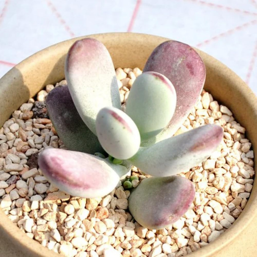 Cotyledon Orbiculata Succulent Live Plant Potted, Trailing Succulent Rare House Plant for Home Office Decoration, Indoor Outdoor Growing, 2" Pot, Starter Plants