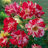 Fourth of July White Red Climbing Rose Live Plant Bare Root, Live Rose Bushes Ready to Plant Outdoor, 7-12 Inc Tall, Well Rooted, Cold Hardy