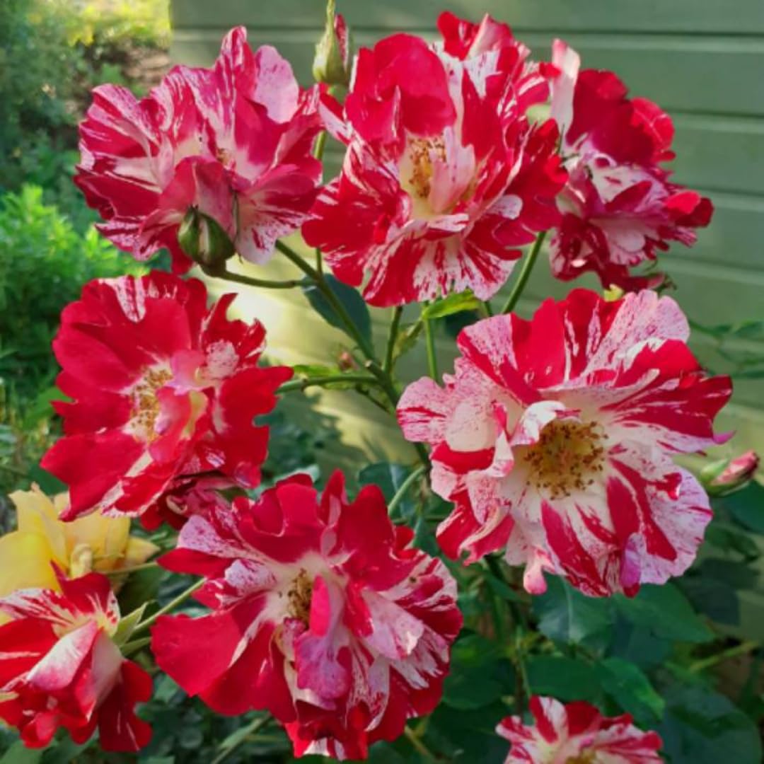 Fourth of July White Red Climbing Rose Live Plant Bare Root, Live Rose Bushes Ready to Plant Outdoor, 7-12 Inc Tall, Well Rooted, Cold Hardy
