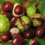 Live Horse Chestnut Tree Plant 3-5 Inch Tall, Chestnut Plant 4" Pot, Hardy Ornamental Plants for Yard