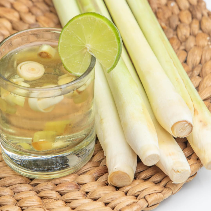 Pack 100 Lemongrass Seeds for Growing, Lemongrass Seeds, Heirloom Culinary Herb, Ready to Grow