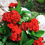 Red Crown of Thorns Plant Live, Euphorbia Milii Flowering Succulent Live Plant, 4 Inch Pot, Large Blooms