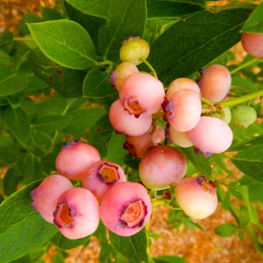 Pink Lemonade Blueberry Bushes Live Plant 4'' Potted, Fully Rooted, Sweet, High Yielding Blueberry Plants for Growing Outdoor
