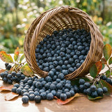 Set 12 Black Chokeberry Cuttings, Black Aronia Rooted Cuttings, Cold Hardy Berry Plant for Outdoor Garden