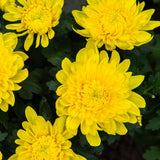 2 Yellow Chrysanthemum Plants Live, 5 Inches and 7 Inches Tall, Mums Plant Live for Outside, Mum Live Plant