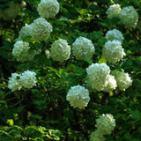 Live Snowball Viburnum Bush 4-7 Inch Tall in 2.5 Inch Pot, White Viburnum Tree, Hardy Flowering Shrub for Landscaping and Garden Borders