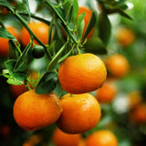 Grafted Tangerine Tree Live, Sweet Citrus Fruit Tree 3 Feet Tall for Home Garden and Orchard, Orange Tree