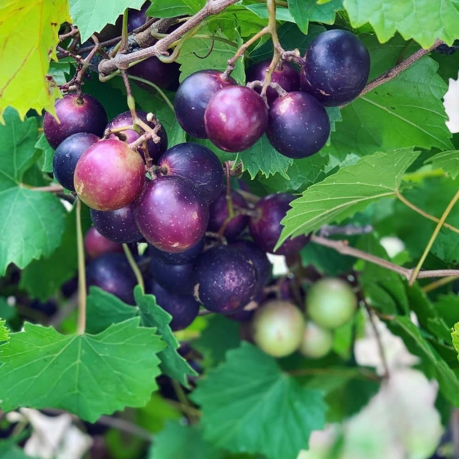 Muscadine Grape Vine Plant Live, Grape Plant Live Grape Tree, in 4" Pot Grape Fruit Tree for Planting