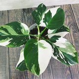 2 Rare Philodendron Live Plants Varieties Collection, Philodendrons Plants Size 5-9 Inc for Indoor Houseplant Décor, Ornamental Tropical Well-Rooted (White Green Philodendron Plants)