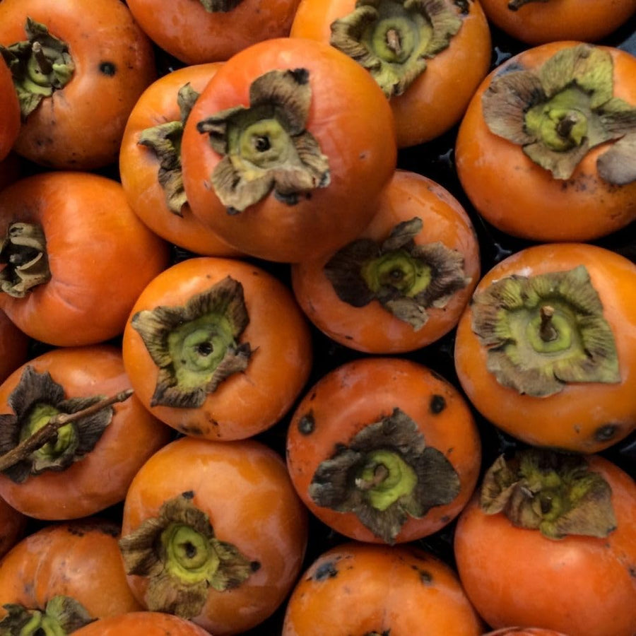 Set of 2 Live American Persimmon Plants, 6-10 Inch Tall, in Quart Pot, Sweet Persimmon Fruit Tree Bareroot for Garden, Backyard, and Outdoor Planting, Dormant in Winter