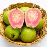 Pink Guava Tree Live Plant, Guava Plant Live, 8 to 10 Inches Tall, Sweet Tropical Fruit Tree for Indoor Outdoor Growing