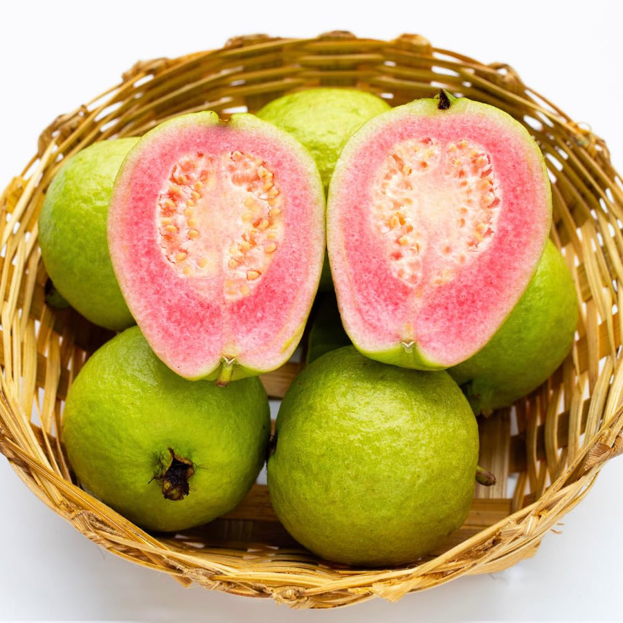 Pink Guava Tree Live Plant, Guava Plant Live, 8 to 10 Inches Tall, Sweet Tropical Fruit Tree for Indoor Outdoor Growing