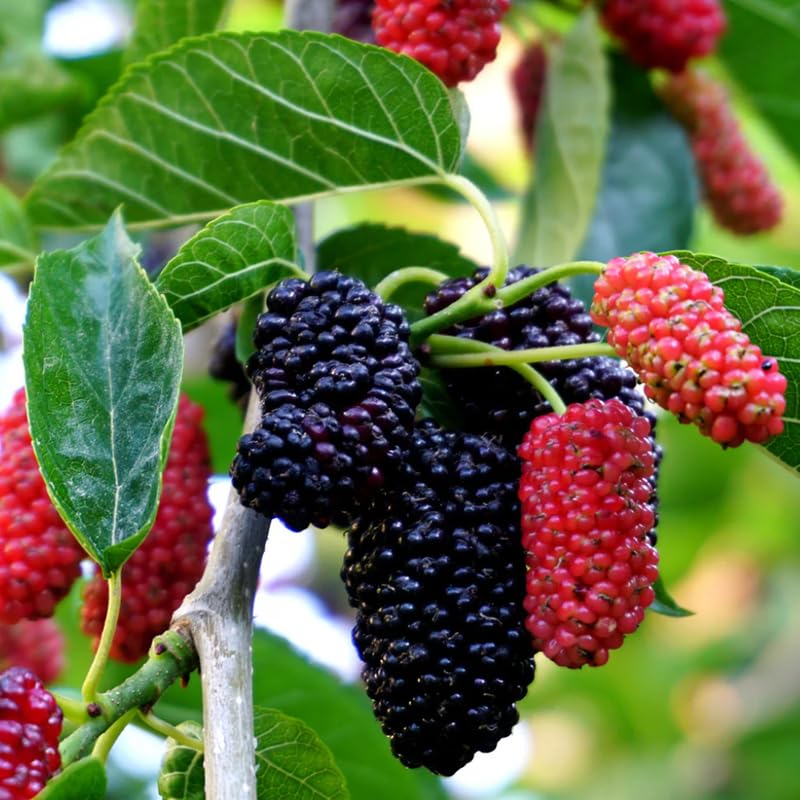 2 Dwarf Mulberry Plants Live, Everbearing Mulberry Trees Live Plant 6 to 12 Inch Tall, in 3.5" Pot, Sweet Mulberry Fruit Plant