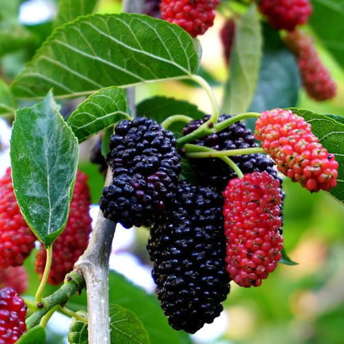 2 Dwarf Mulberry Plants Live, Everbearing Mulberry Trees Live Plant 6 to 12 Inch Tall, in 3.5" Pot, Sweet Mulberry Fruit Plant