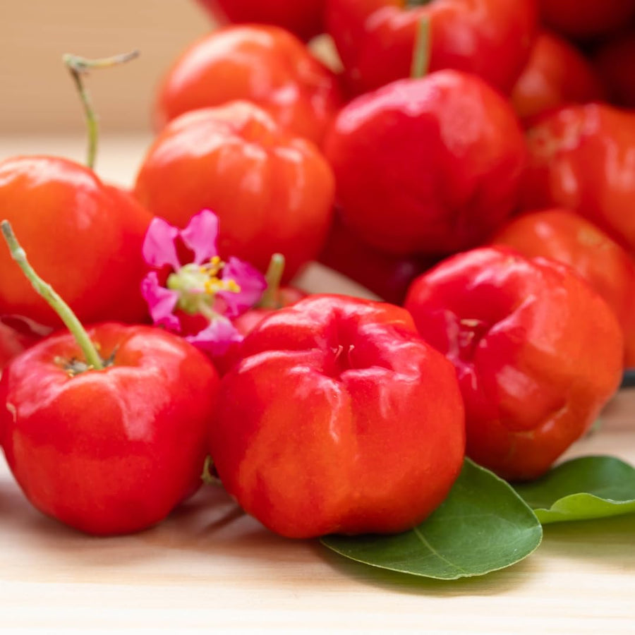 Live Barbados Cherry Tree Plant, Acerola Barbados Cherry Fruit Tree, 2 Feet Tall, Ready for Planting