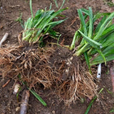 Set 2 Yellow Daylily Live Starter Plant, 4-6" Tall, Daylilies Plant, Hardy Flowering Plant for Yard, Garden and Landscaping, Bareroot