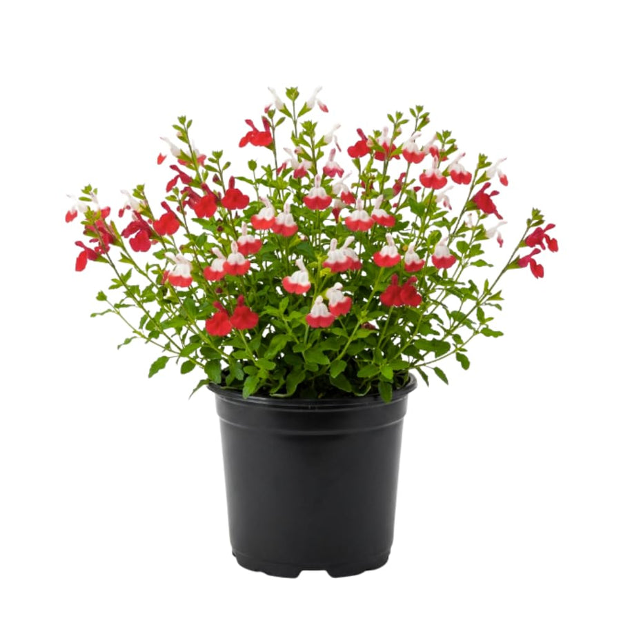 2 Salvia Plants, Hot Lips Salvia Live Plants, 4-6 Inches Tall, 4 Inches Pot, Long Blooming Red White Flowers for Indoor Outdoor Growing