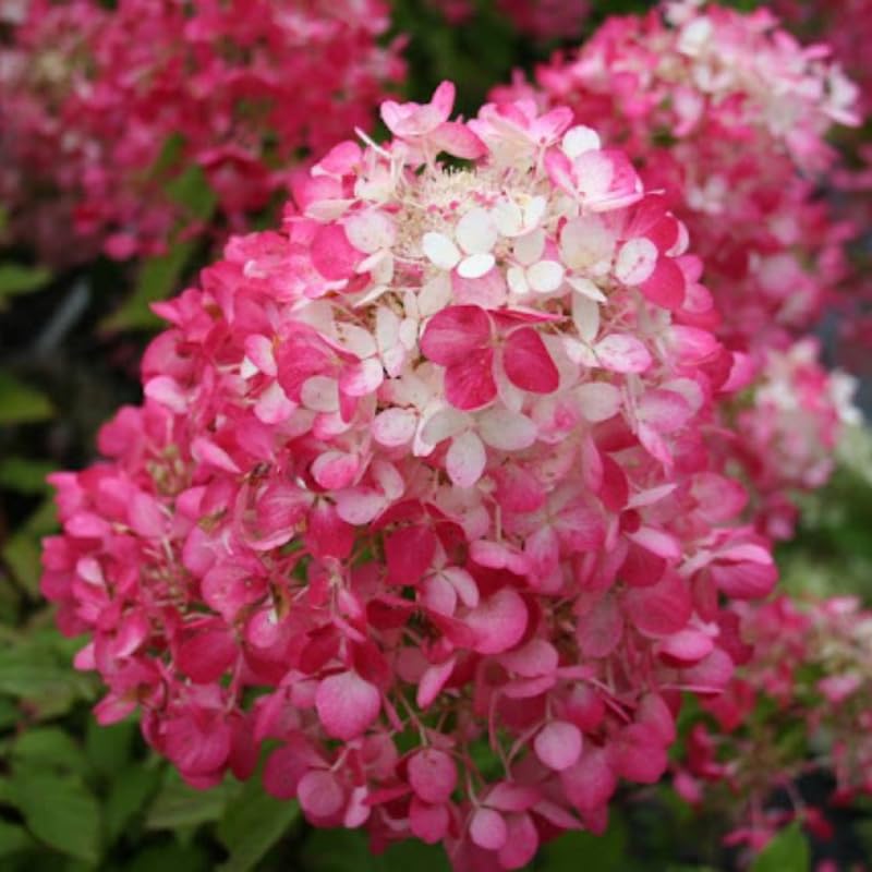 Pink White Hydrangea Tree Live Plant, Hydrangea Plant Live Garden, Perennial Flower Shrub Plant, Quart Pot