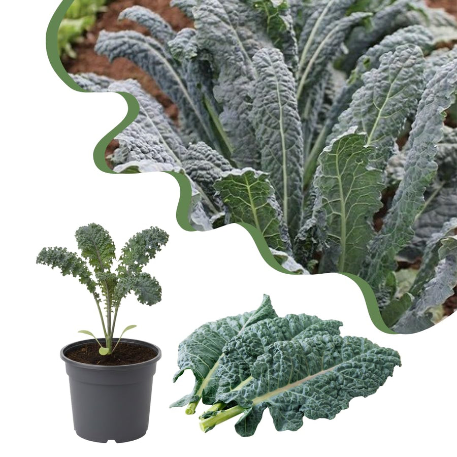 Live Blue Kale Plant, Edible Kale Vegetable, 6-8 Inches Tall, Starter Plant for Garden or Containers