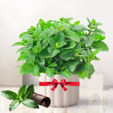 TANKDA Sets 2 Live Mint Plants Herb in 3.5" Pot, Fresh Mojito for Indoor Outdoor Growing, Spring Planting, 5-9" in Tall