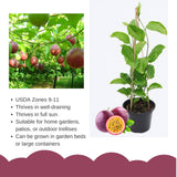 Live Purple Passionfruit Plant, Passion Fruit Vine, 2–3 Feet Tall, Ready for Planting
