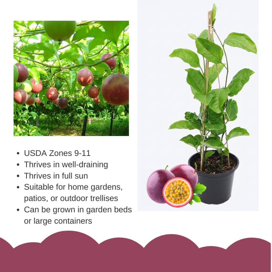 Live Purple Passionfruit Plant, Passion Fruit Vine, 2–3 Feet Tall, Ready for Planting