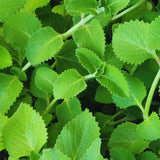 4 Cuban Oregano Live Plant, Oregano Plants Live, Spanish Thyme Vegetable Plants Live, Mexican Mint Plant, 3 to 5 Inc Tall