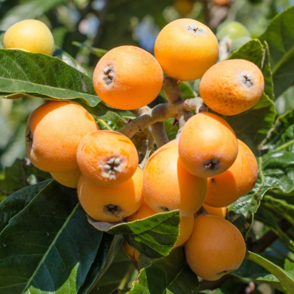 Golden Loquat Plant Live, Yellow Loquat Fruit Tree, 6-12" Tall, in 4" Pot for Outdoor or Container Growing