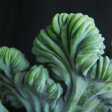 Live Blue Candle Curly Cactus Plant, Rare Succulent, 6 Inch Pot for Indoor or Outdoor Growing