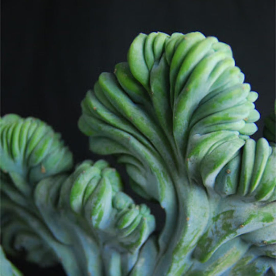 Live Blue Candle Curly Cactus Plant, Rare Succulent, 6 Inch Pot for Indoor or Outdoor Growing