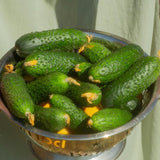 2 Cucumber Plants Live for Planting, Green Cucumber Live Plant in 4 Inches Pot, Well Rooted from 6 to 8 Inches Tall for Vegetable Garden, Cucumbers Starter Plant