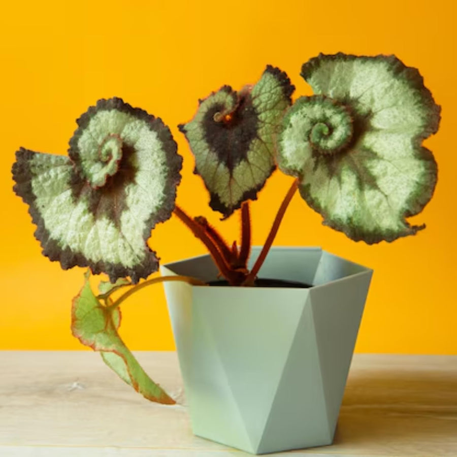 Set 3 Begonias Live Plants, Rare Green Begonia, No Pot, Starter 4 to 8 Inc Tall, Indoor Outdoor Houseplant