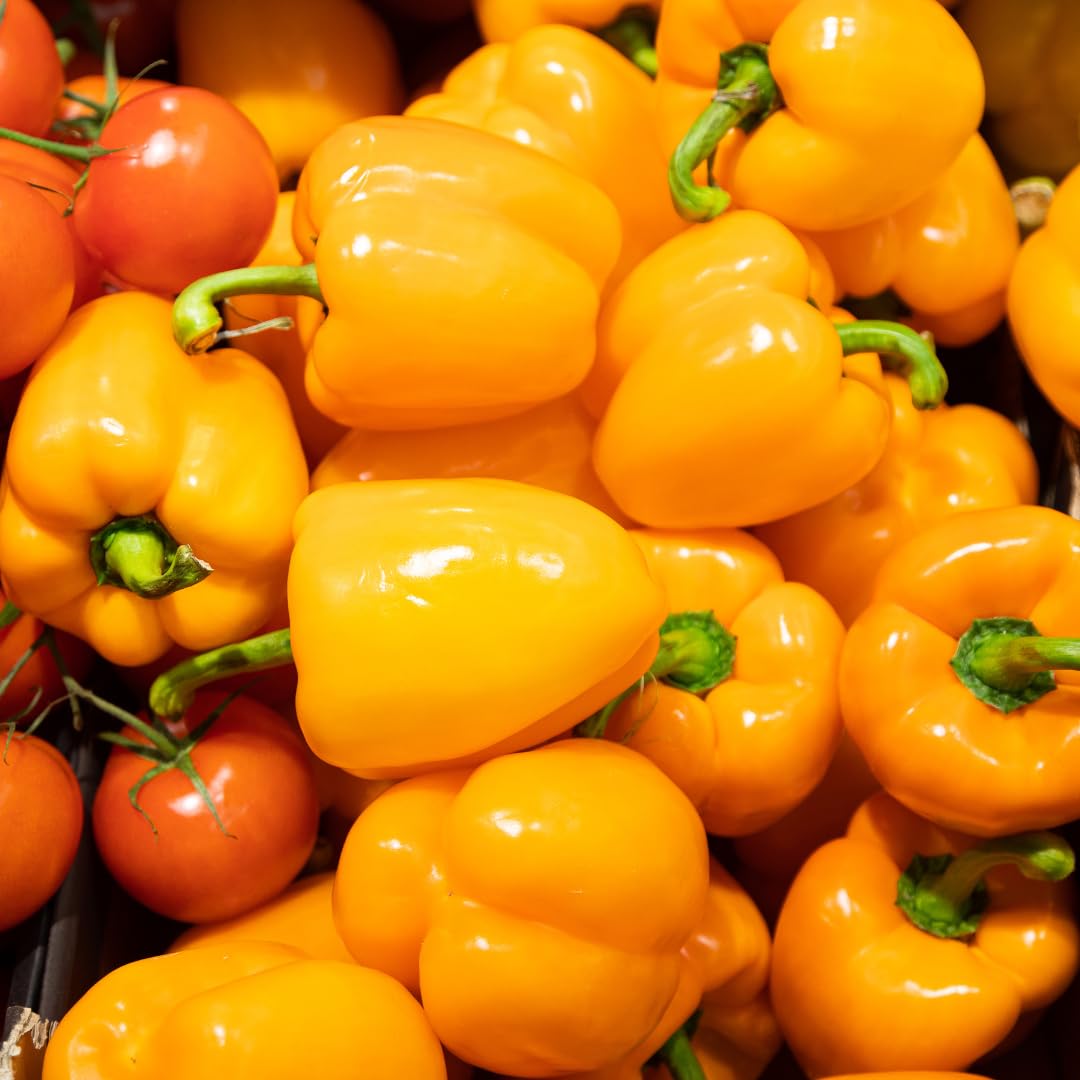 Set 2 Orange Habanero Pepper Plants Live, 90 Days Old Pepper, World Hottest Pepper Plants, No Pot
