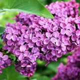 Common Lilac Bush Tree Live Plant 8-12 Inches Tall, Well Rooted Shrub in Quart Pot, Fragrant Spring Flowering Outdoor Plant (Purple Lilac)