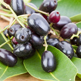 Black Plum Tree Live Plant in 4 Inch Pot, Black Fruit Tree 4-7 Inches Tall, Well Rooted Tropical Fruit Plant for Growing