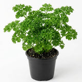 Live Parsley Plants, Parsley Plant Live for Planting Outdoor Garden, 4 to 6 Inches Tall in Pot