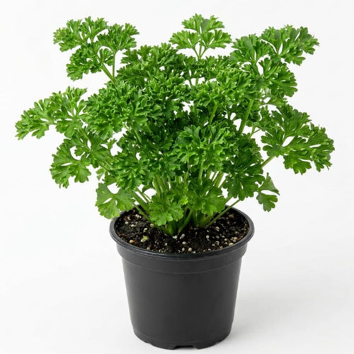 Live Parsley Plants, Parsley Plant Live for Planting Outdoor Garden, 4 to 6 Inches Tall in Pot