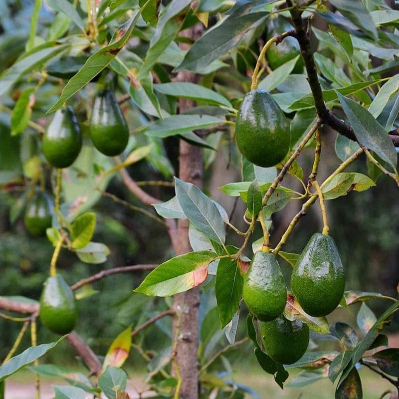 Large Avocado Tree 3ft Tall, Avocado Tree Live Plant, Live Tropical Fruit Tree Live Outdoors, Fruits Plant for Planting